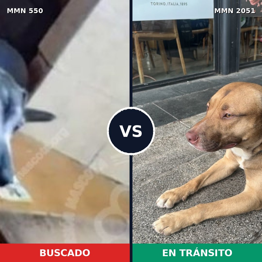 Comparativa MMS 53037: mascota perdida y mascota encontrada, 62% de similitud