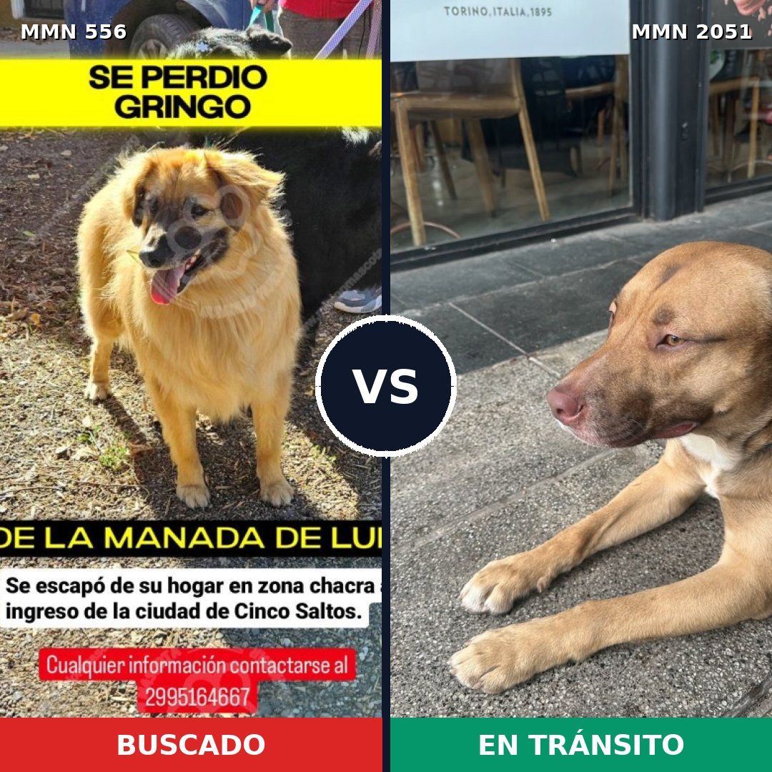 Comparativa MMS 53038: mascota perdida y mascota encontrada, 57% de similitud