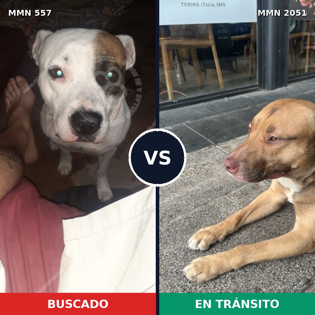 Comparativa MMS 53039: mascota perdida y mascota encontrada, 39% de similitud
