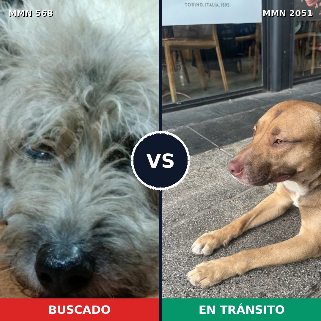 Comparativa MMS 53040: mascota perdida y mascota encontrada, 58% de similitud