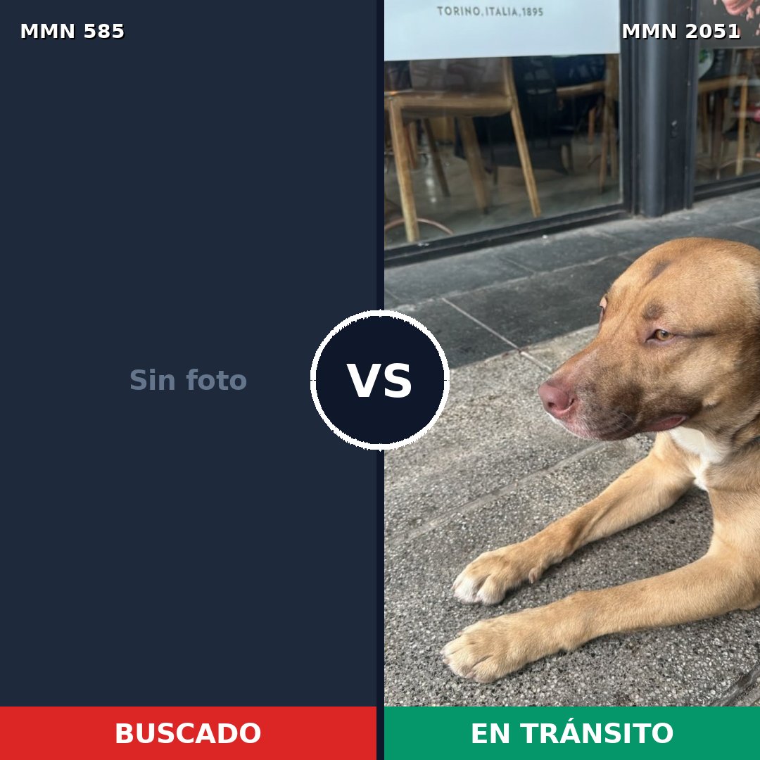 Comparativa MMS 53041: mascota perdida y mascota encontrada, 40% de similitud
