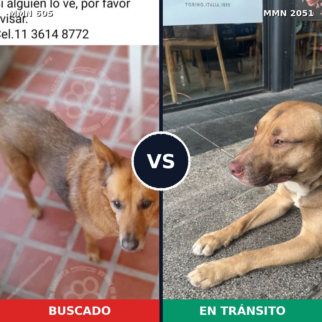 Comparativa MMS 53042: mascota perdida y mascota encontrada, 60% de similitud