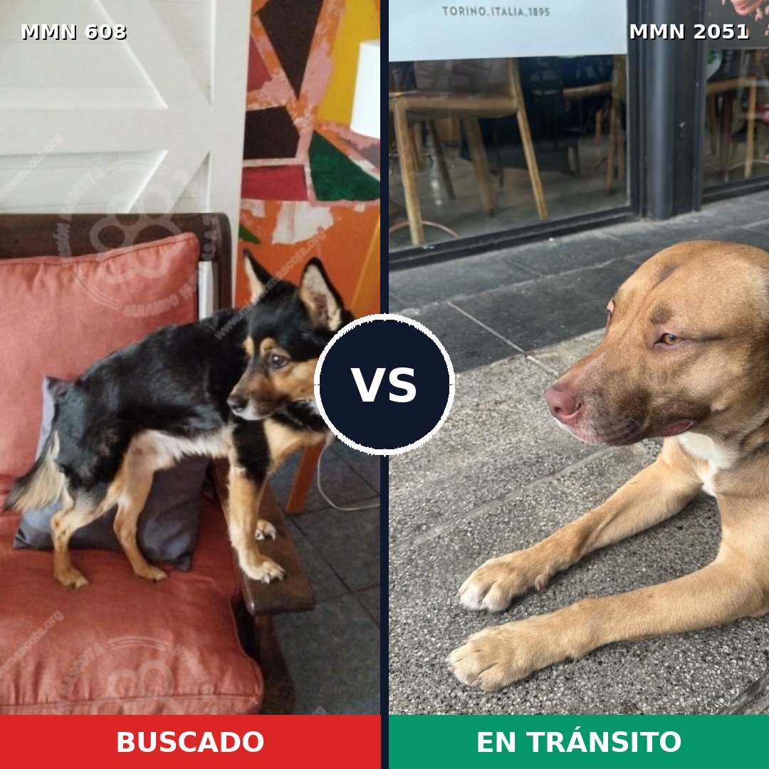 Comparativa MMS 53044: mascota perdida y mascota encontrada, 61% de similitud