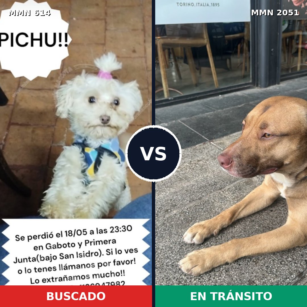 Comparativa MMS 53045: mascota perdida y mascota encontrada, 33% de similitud