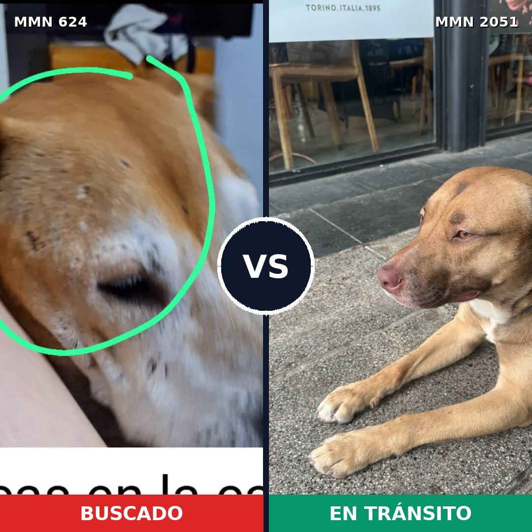Comparativa MMS 53046: mascota perdida y mascota encontrada, 50% de similitud