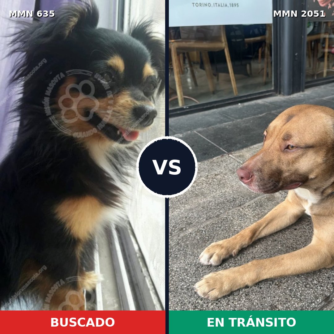 Comparativa MMS 53048: mascota perdida y mascota encontrada, 23% de similitud