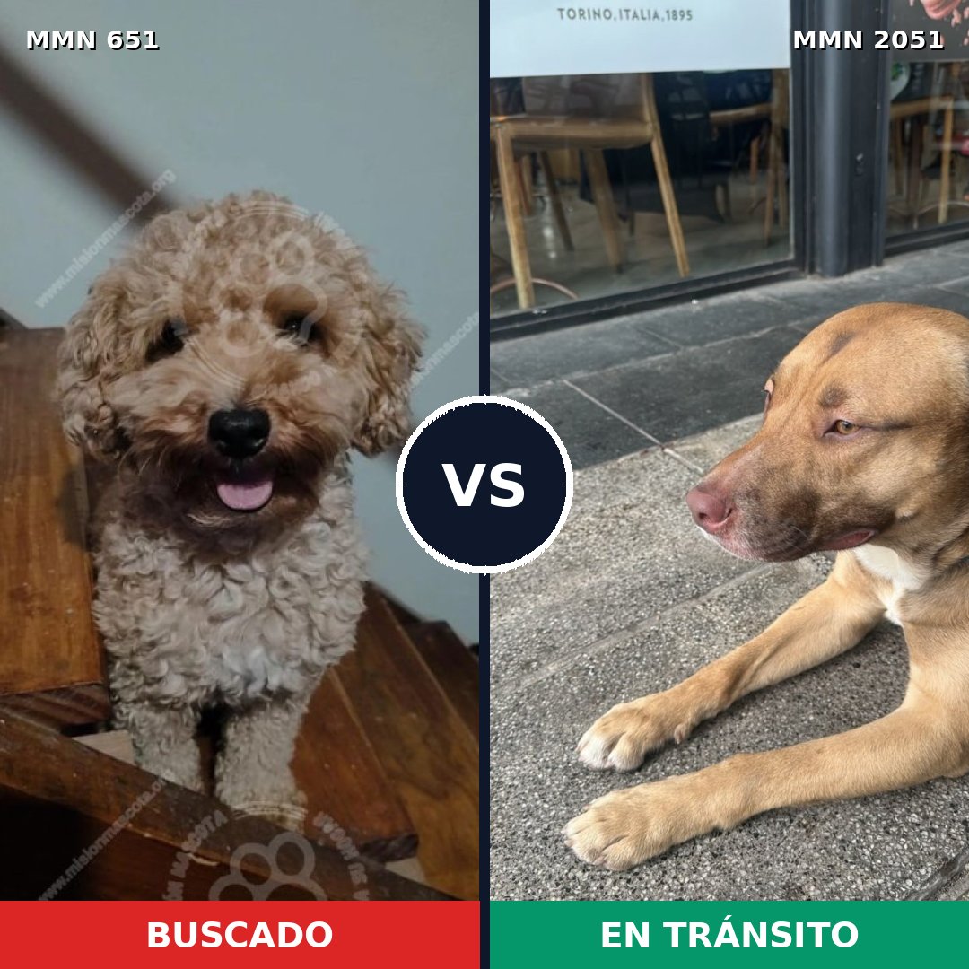 Comparativa MMS 53051: mascota perdida y mascota encontrada, 30% de similitud