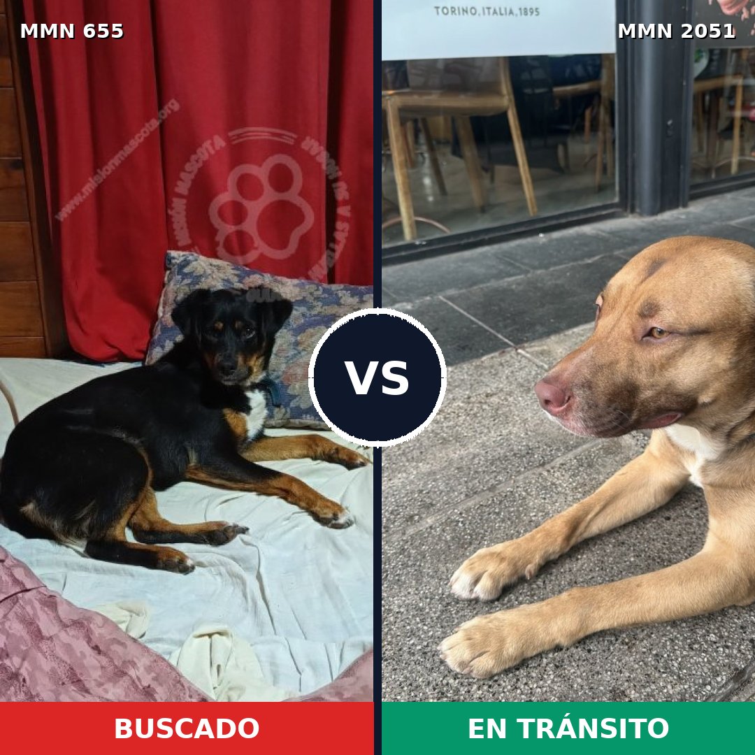 Comparativa MMS 53053: mascota perdida y mascota encontrada, 35% de similitud