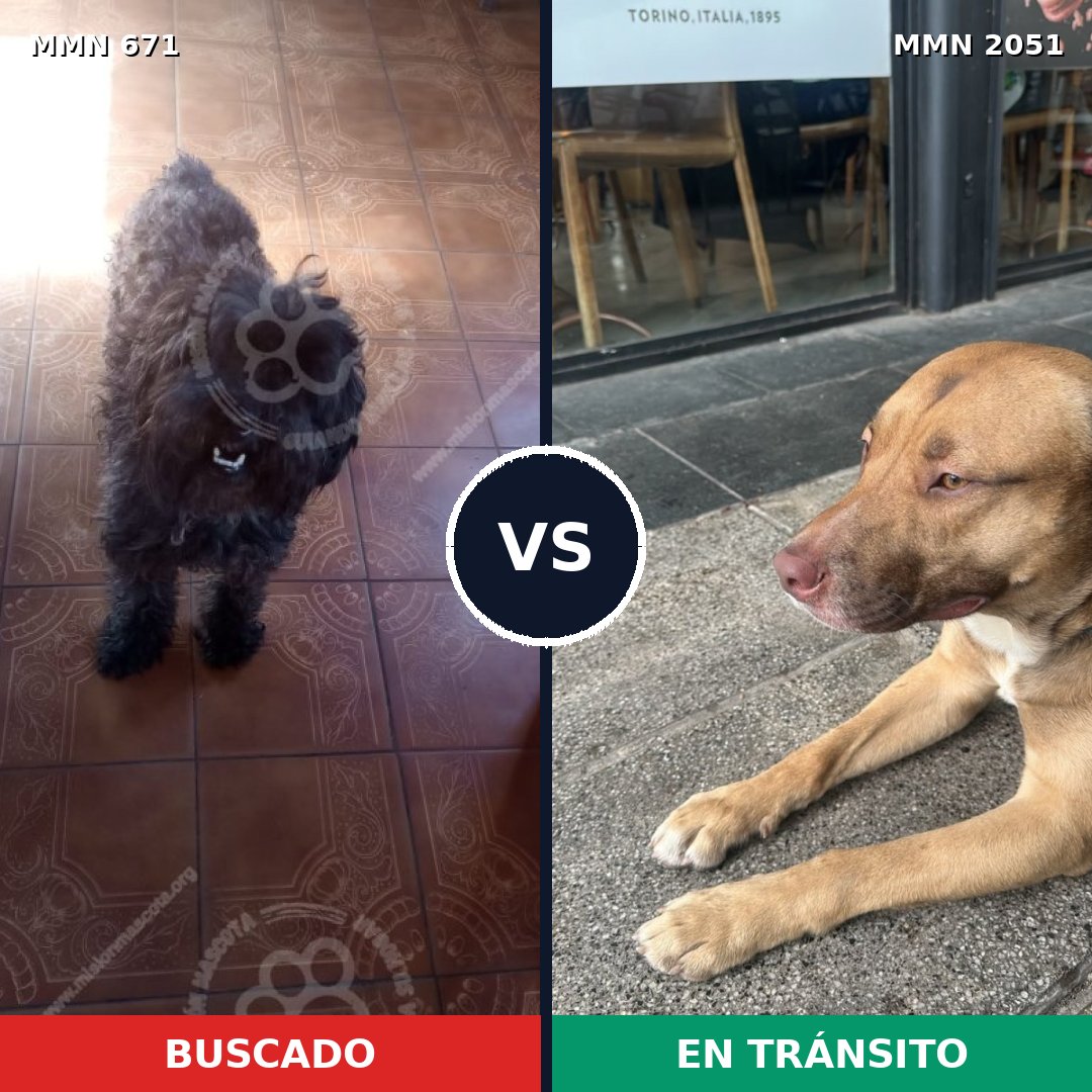Comparativa MMS 53054: mascota perdida y mascota encontrada, 22% de similitud