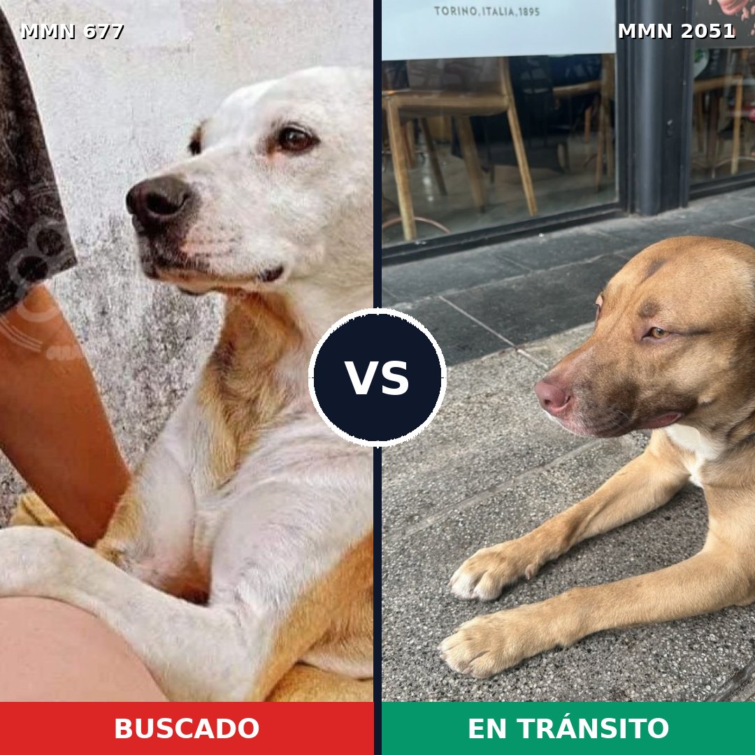 Comparativa MMS 53055: mascota perdida y mascota encontrada, 58% de similitud