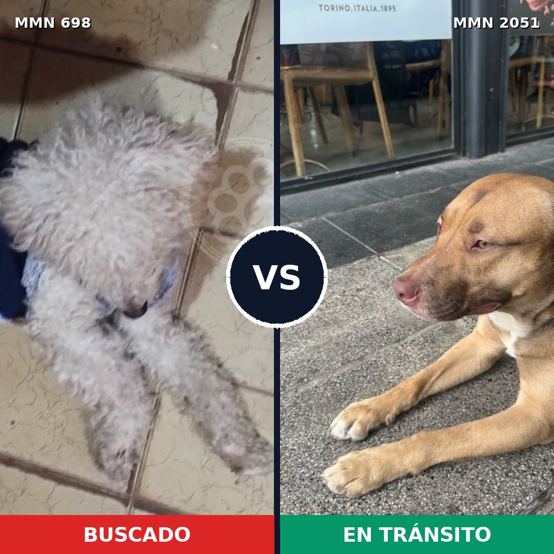 Comparativa MMS 53056: mascota perdida y mascota encontrada, 24% de similitud