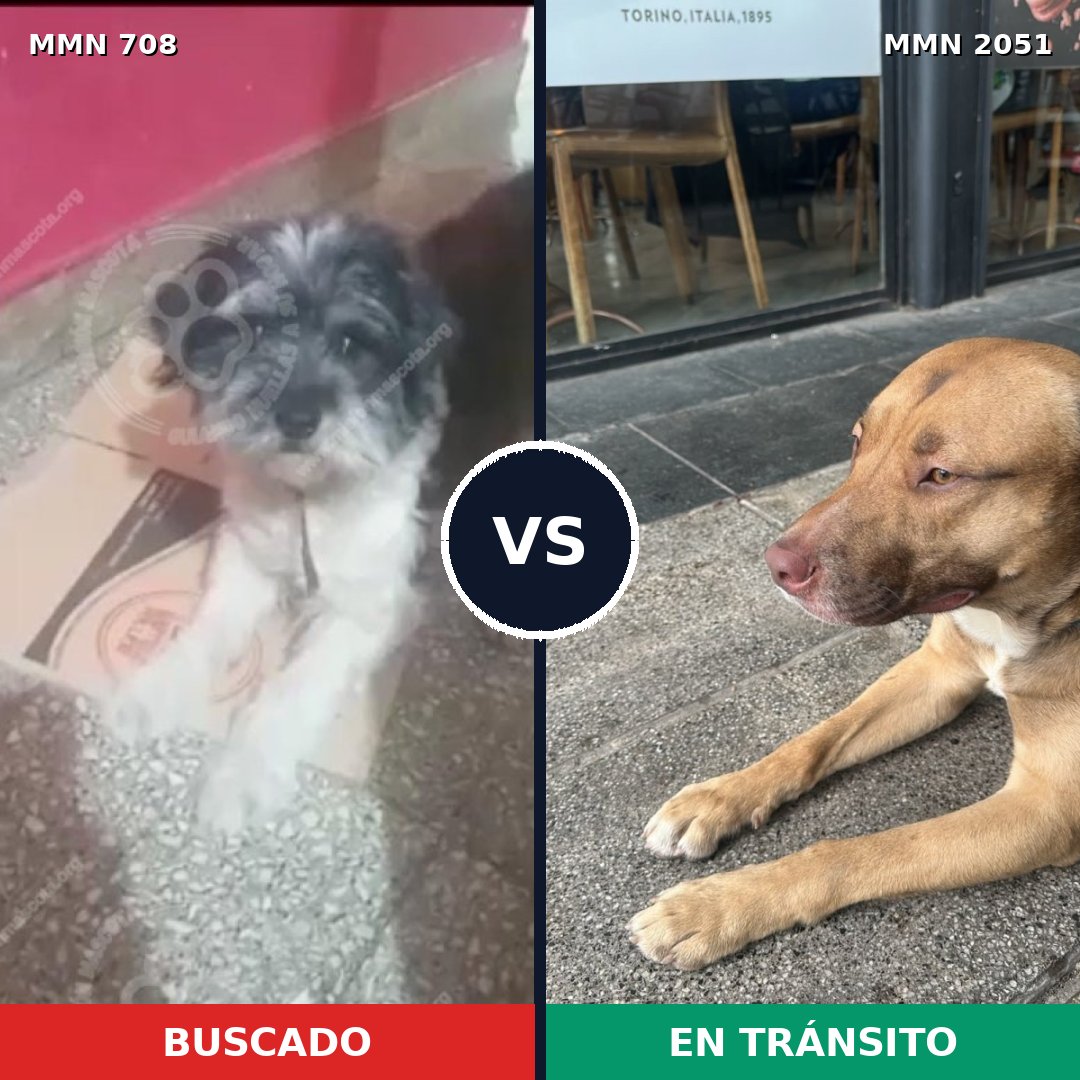 Comparativa MMS 53057: mascota perdida y mascota encontrada, 26% de similitud