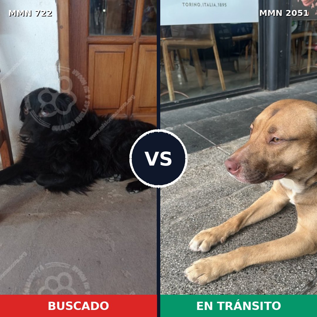 Comparativa MMS 53059: mascota perdida y mascota encontrada, 29% de similitud