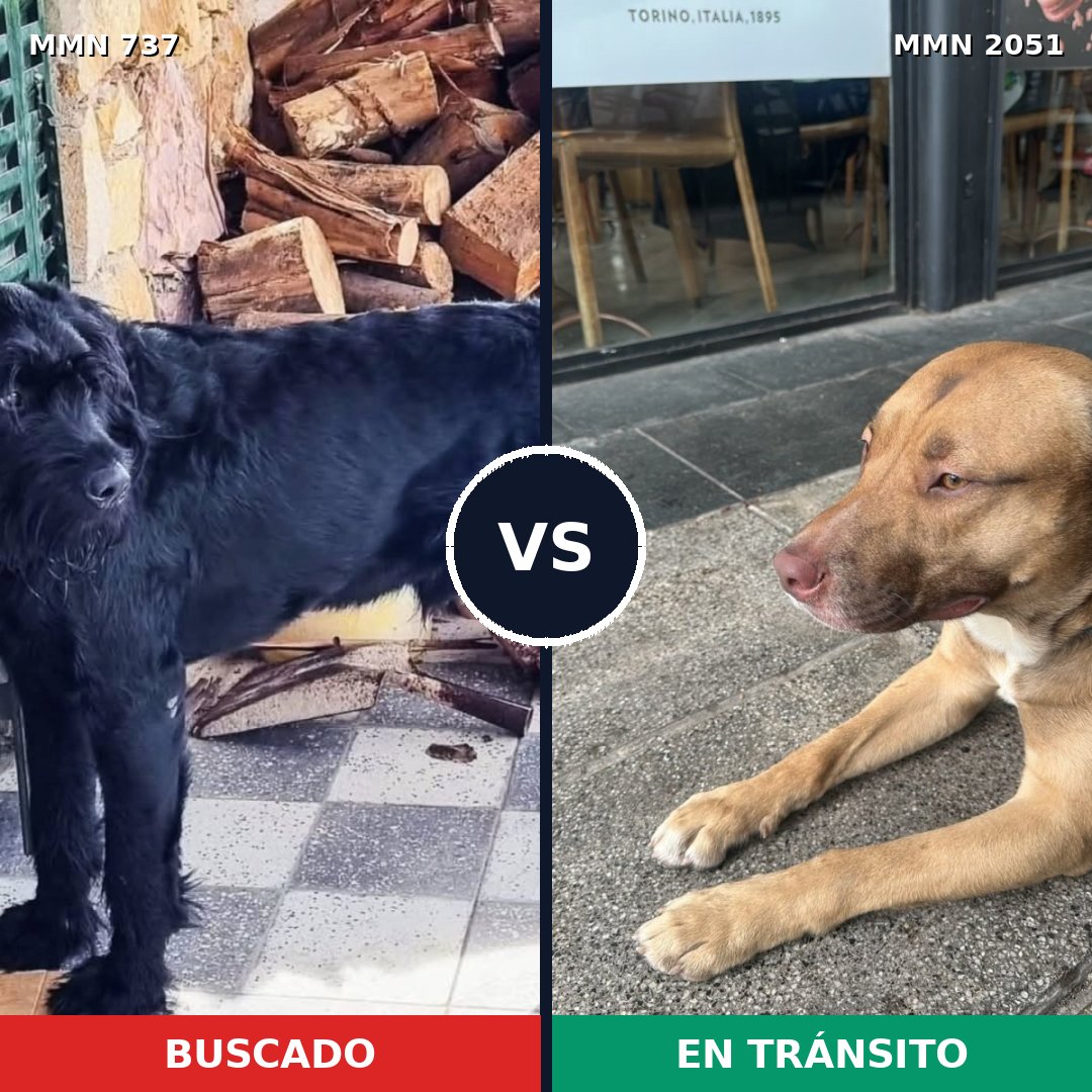 Comparativa MMS 53061: mascota perdida y mascota encontrada, 31% de similitud