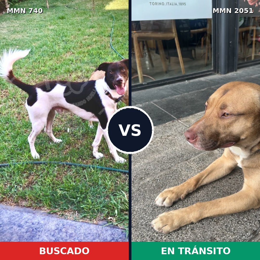 Comparativa MMS 53062: mascota perdida y mascota encontrada, 58% de similitud