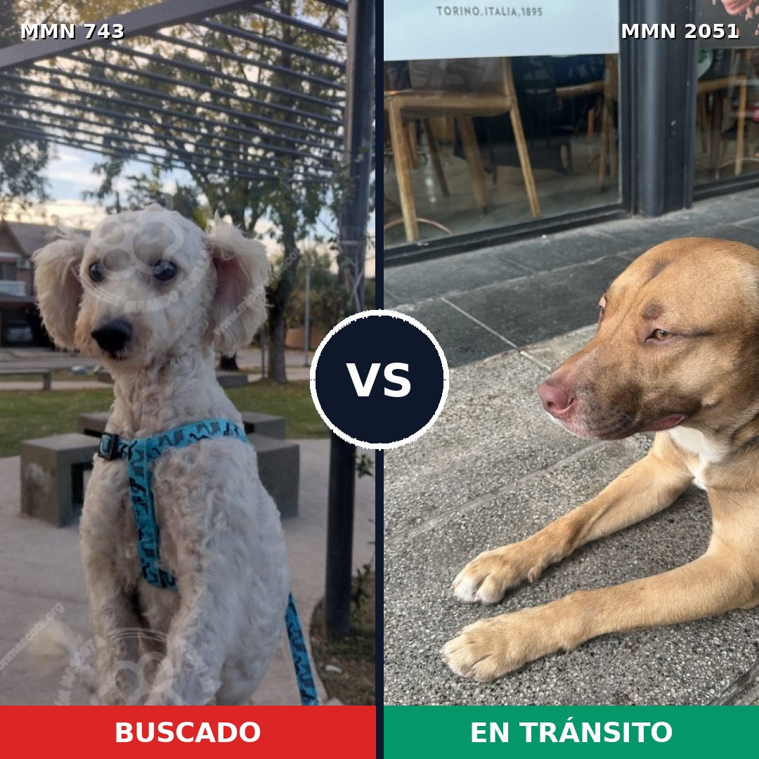 Comparativa MMS 53063: mascota perdida y mascota encontrada, 34% de similitud