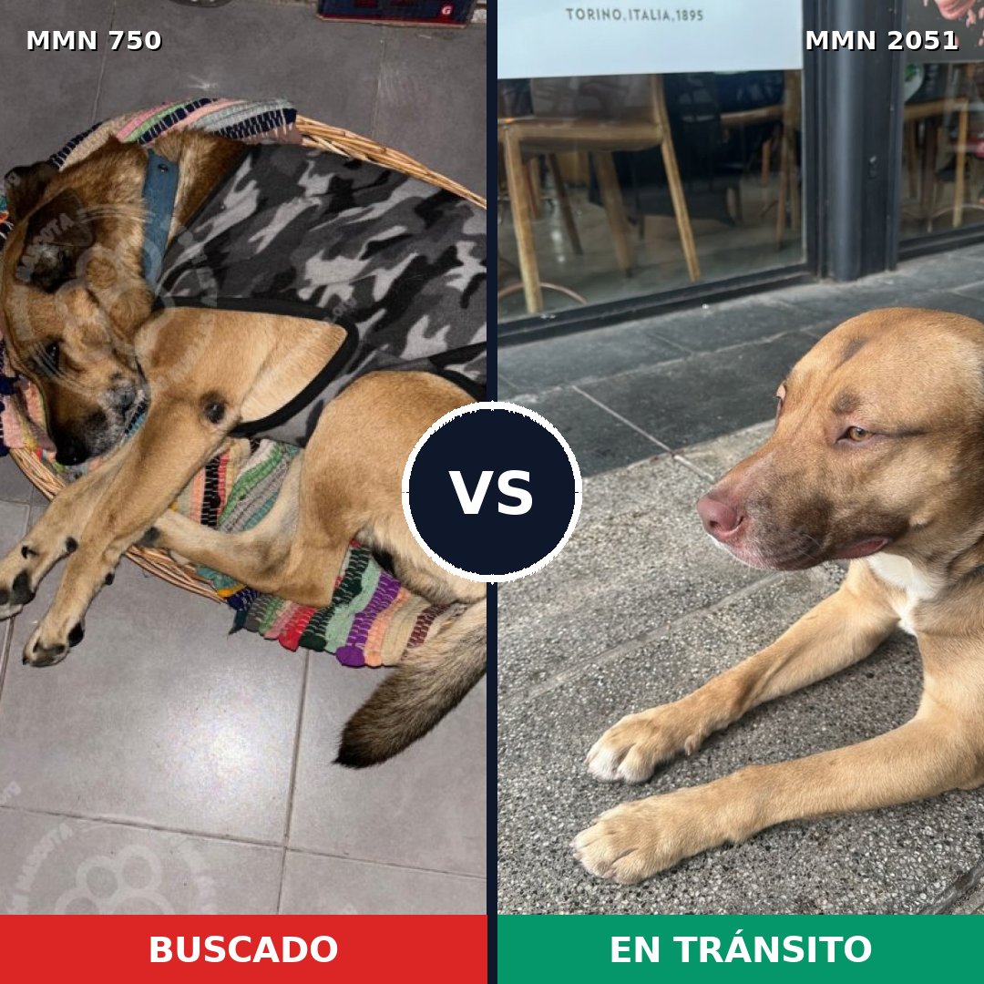 Comparativa MMS 53064: mascota perdida y mascota encontrada, 57% de similitud