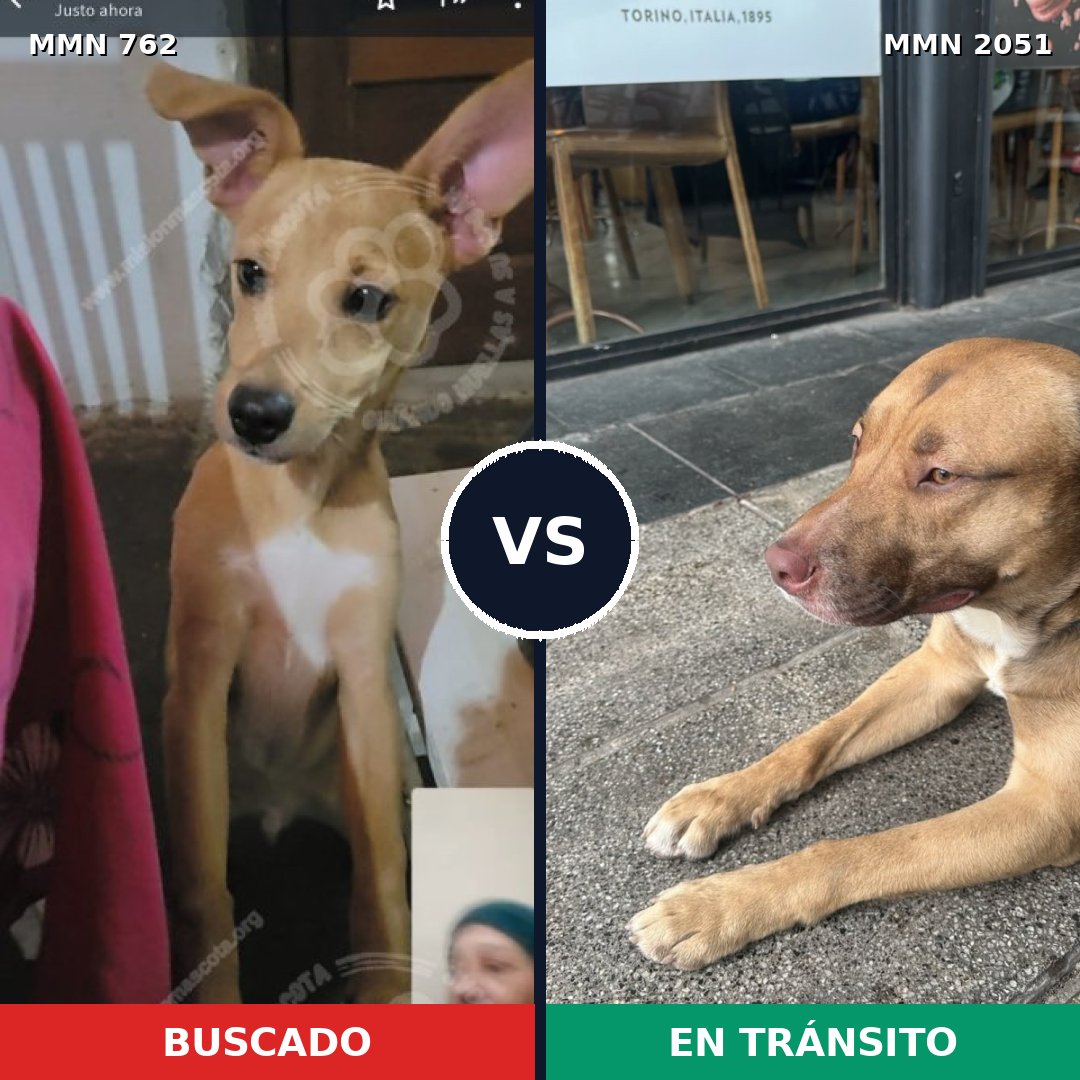 Comparativa MMS 53065: mascota perdida y mascota encontrada, 74% de similitud
