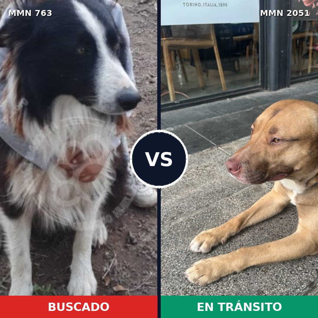Comparativa MMS 53066: mascota perdida y mascota encontrada, 27% de similitud
