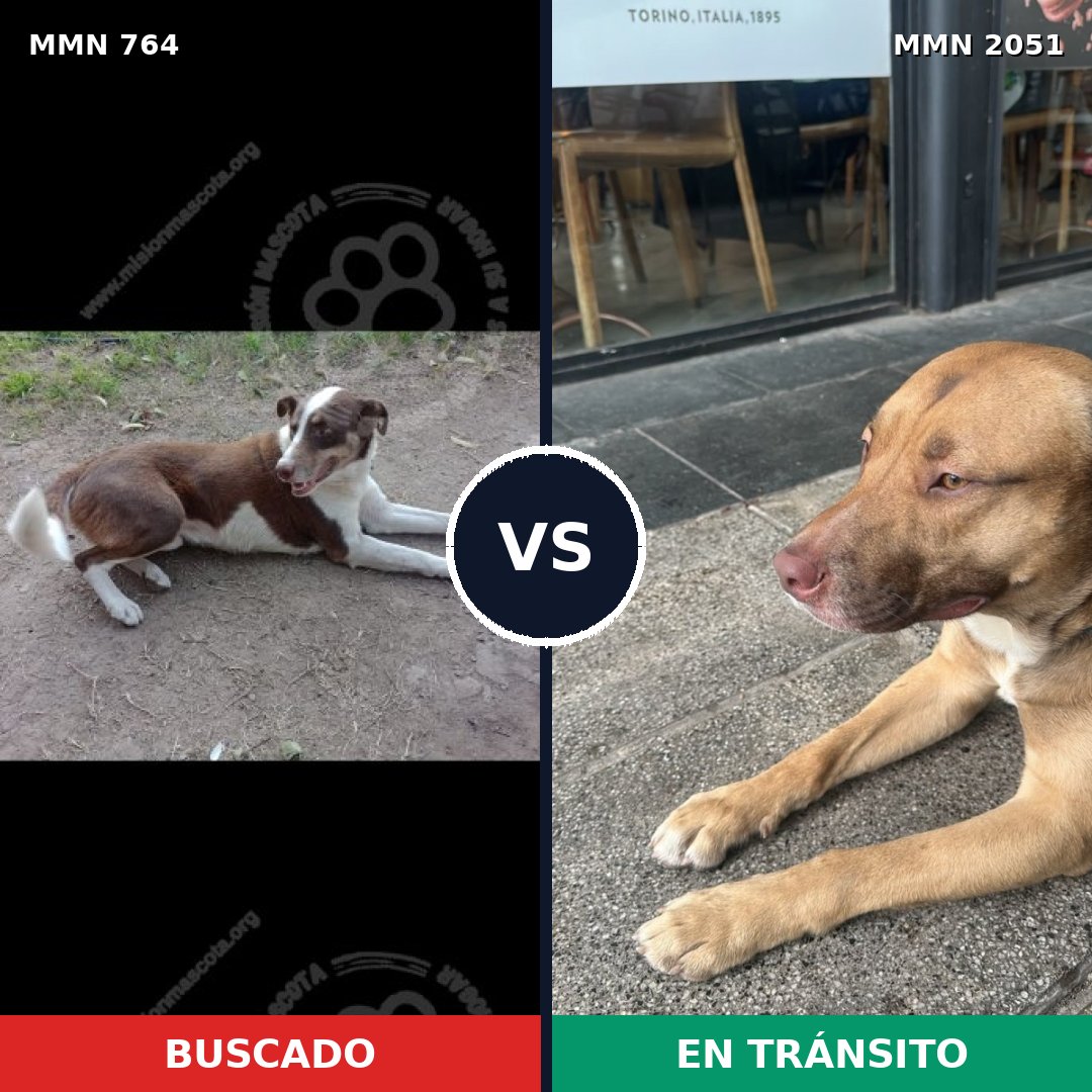 Comparativa MMS 53067: mascota perdida y mascota encontrada, 46% de similitud