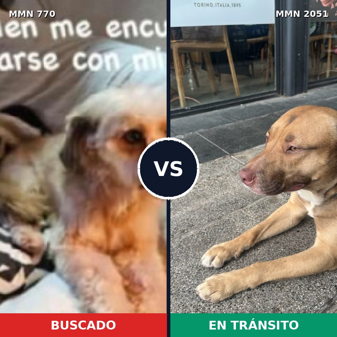 Comparativa MMS 53068: mascota perdida y mascota encontrada, 53% de similitud