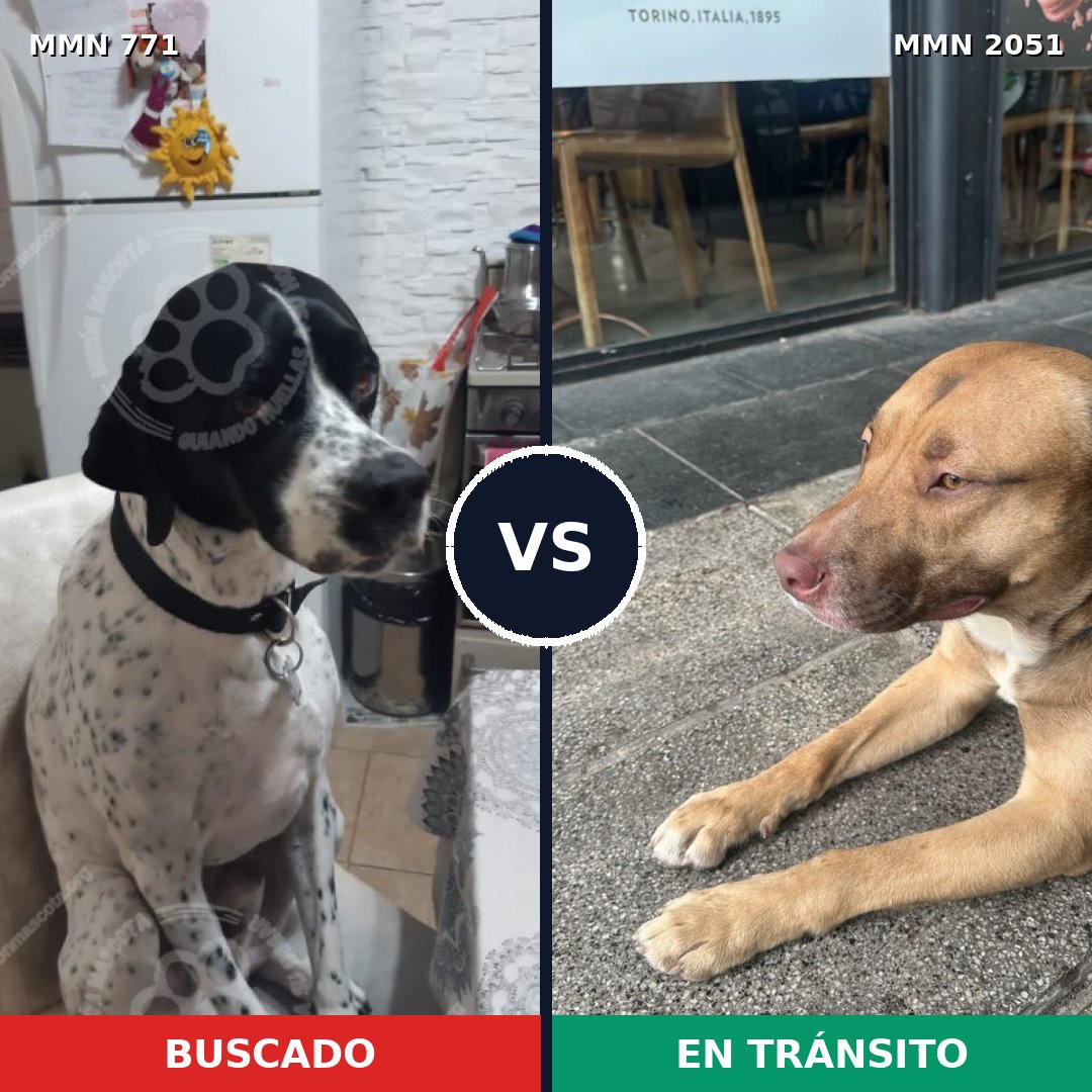 Comparativa MMS 53069: mascota perdida y mascota encontrada, 46% de similitud