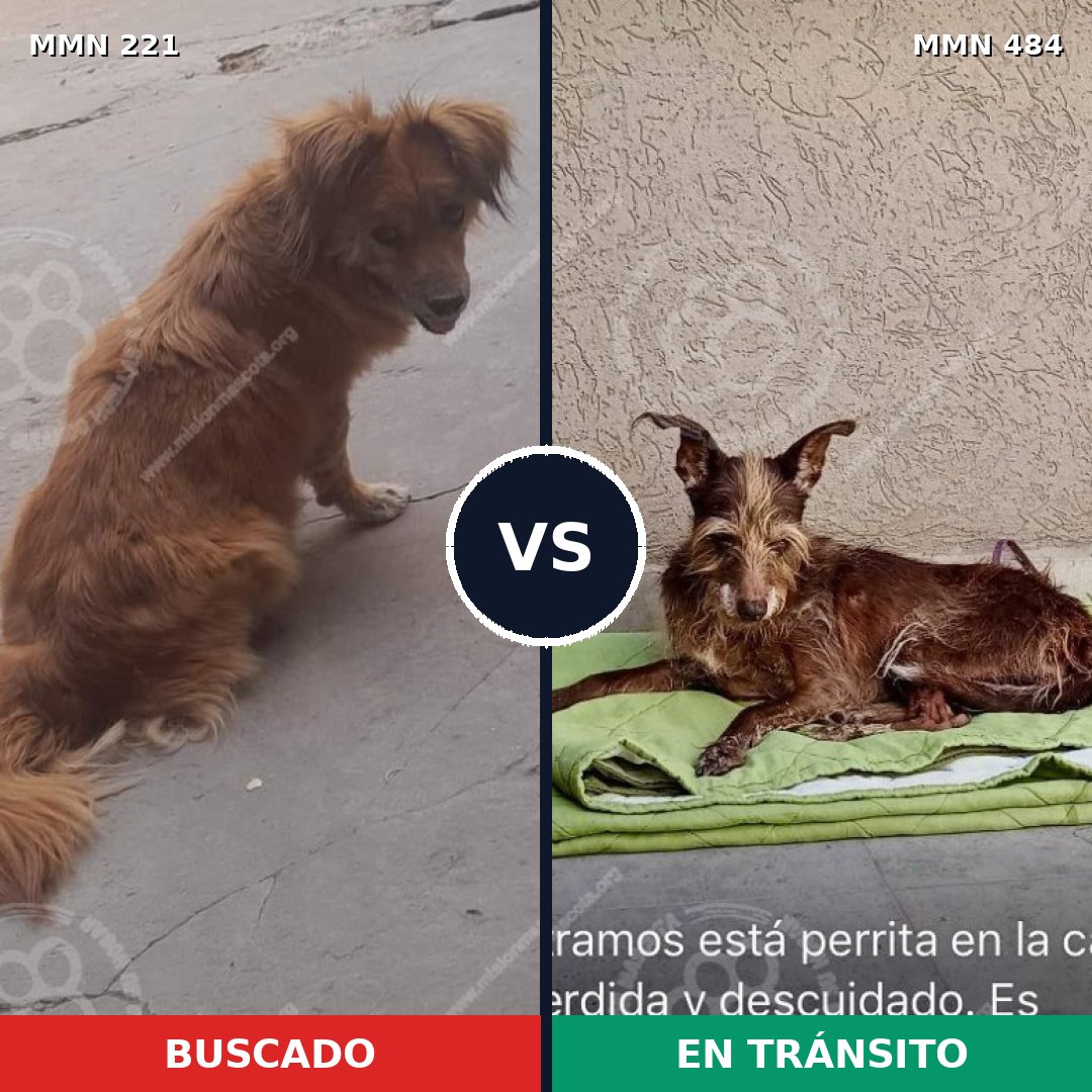 Comparativa MMS 5307: mascota perdida y mascota encontrada, 50% de similitud