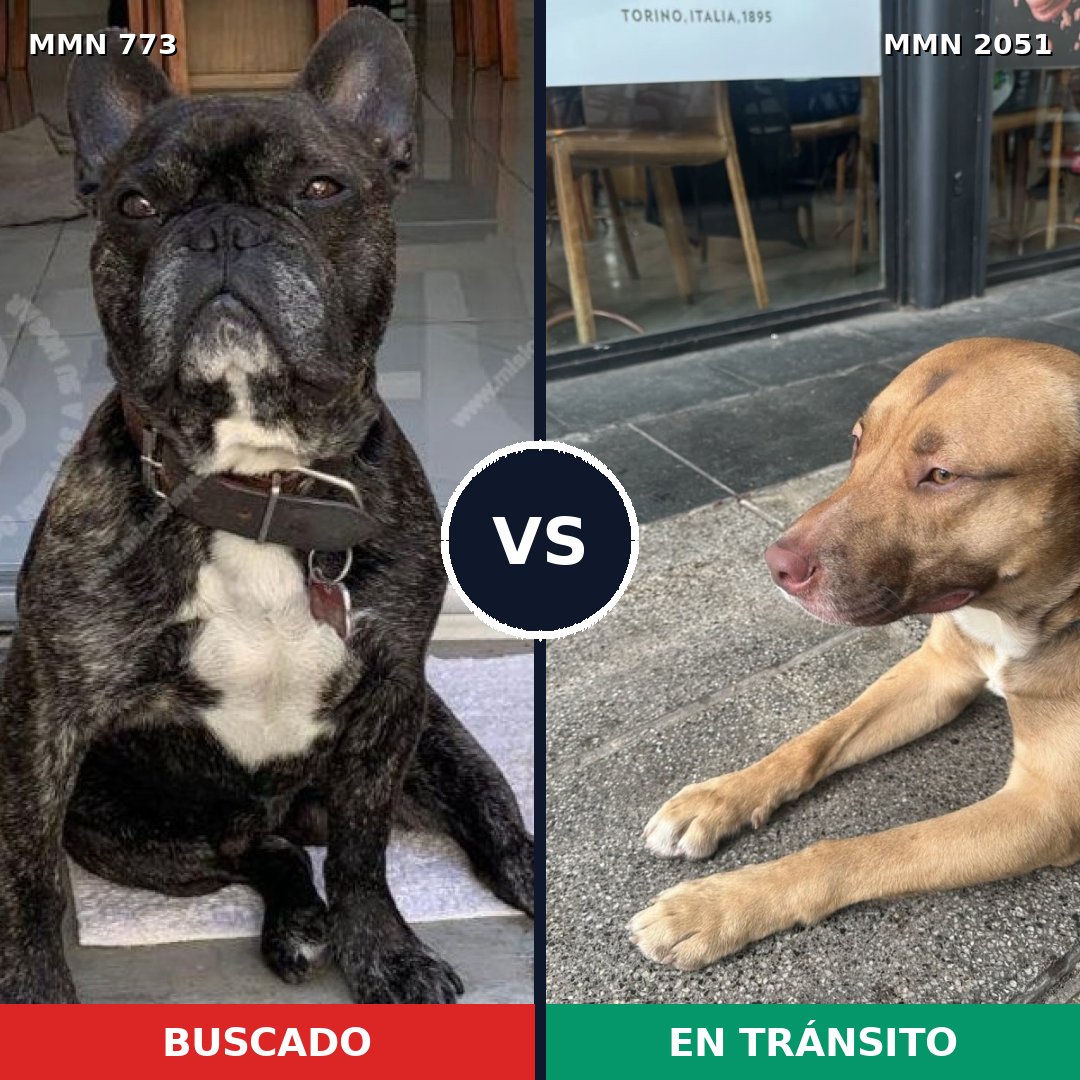 Comparativa MMS 53070: mascota perdida y mascota encontrada, 31% de similitud
