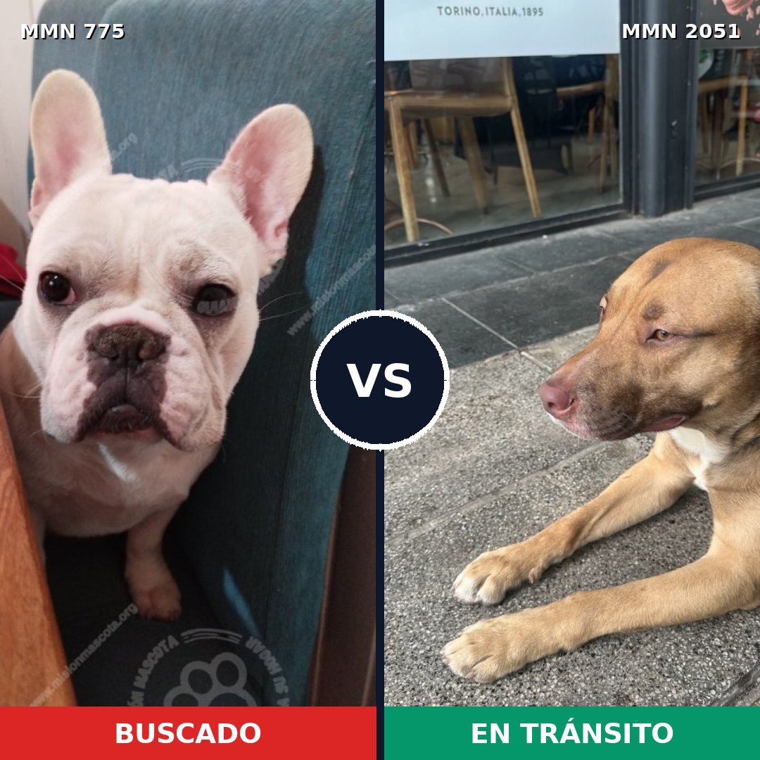 Comparativa MMS 53071: mascota perdida y mascota encontrada, 32% de similitud