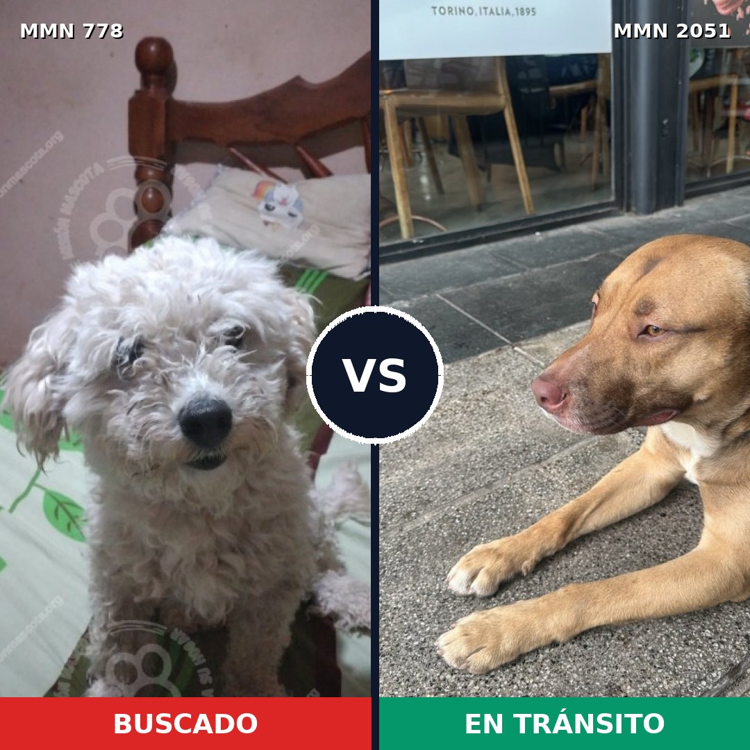 Comparativa MMS 53072: mascota perdida y mascota encontrada, 25% de similitud