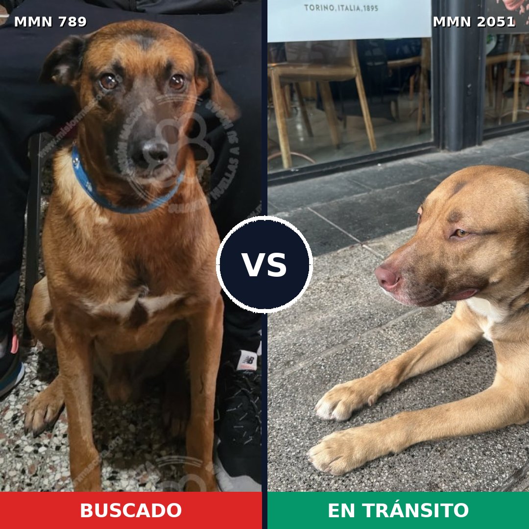 Comparativa MMS 53074: mascota perdida y mascota encontrada, 79% de similitud