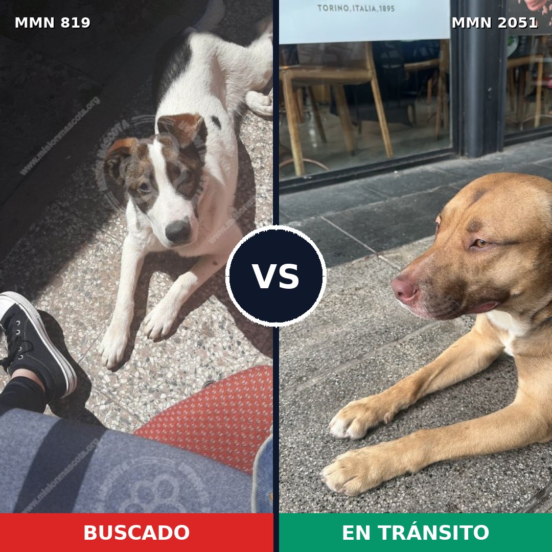 Comparativa MMS 53077: mascota perdida y mascota encontrada, 58% de similitud