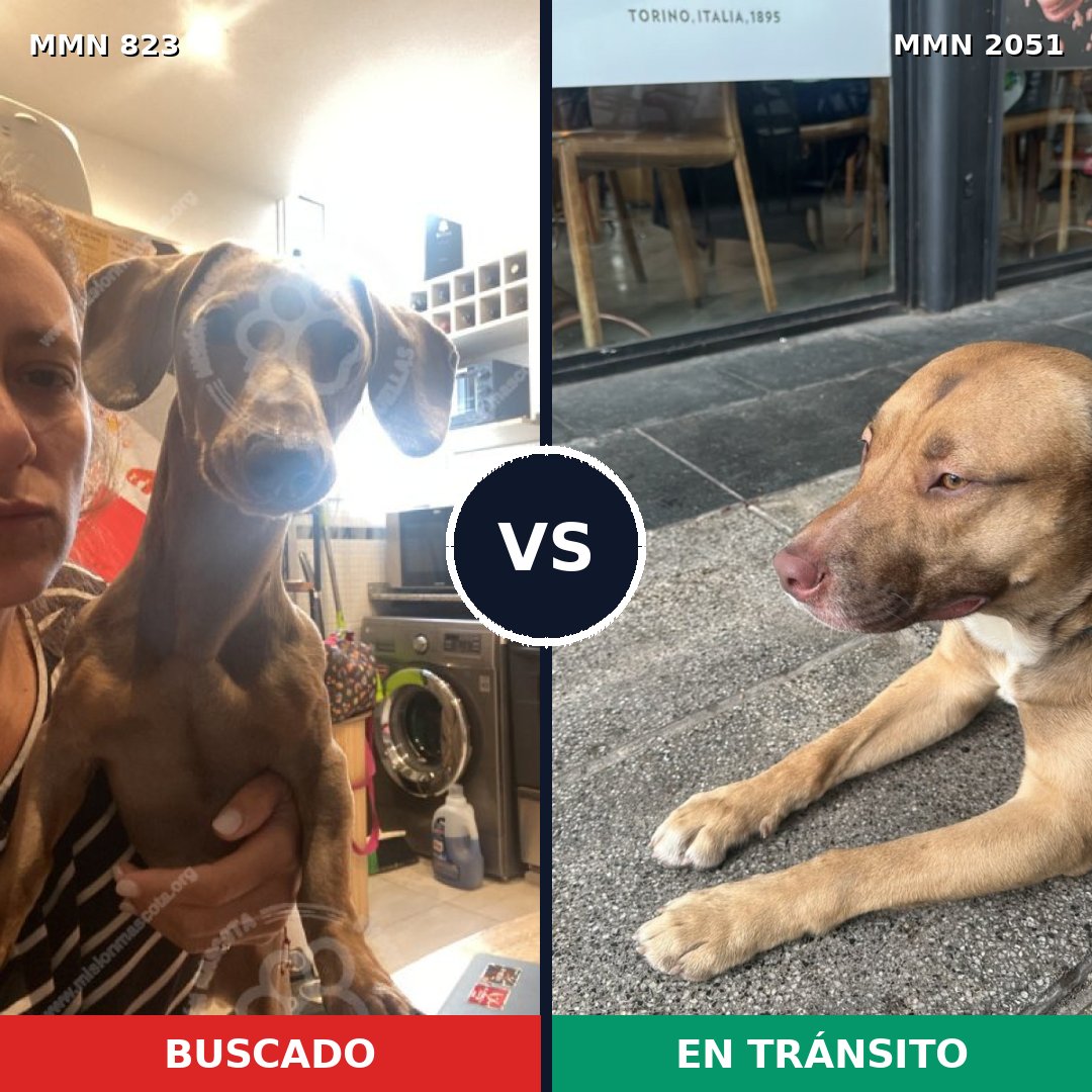 Comparativa MMS 53078: mascota perdida y mascota encontrada, 16% de similitud