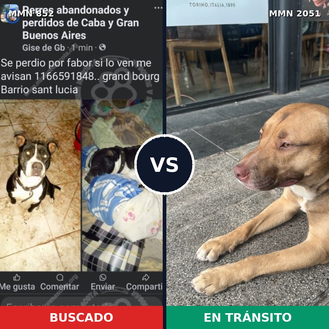 Comparativa MMS 53081: mascota perdida y mascota encontrada, 53% de similitud