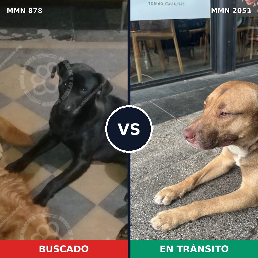 Comparativa MMS 53082: mascota perdida y mascota encontrada, 31% de similitud