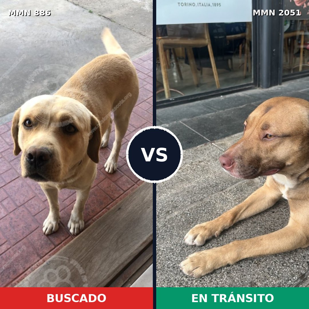 Comparativa MMS 53083: mascota perdida y mascota encontrada, 37% de similitud