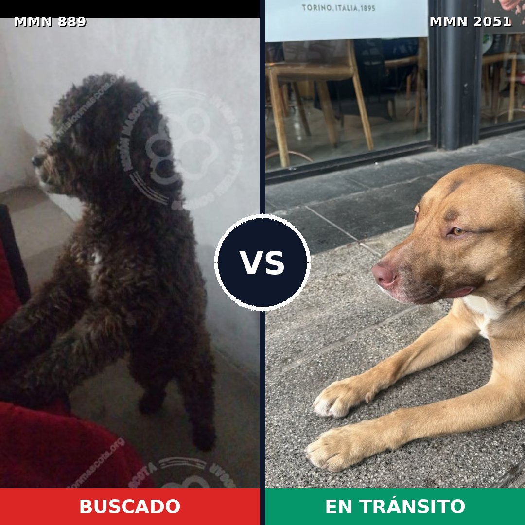 Comparativa MMS 53084: mascota perdida y mascota encontrada, 34% de similitud