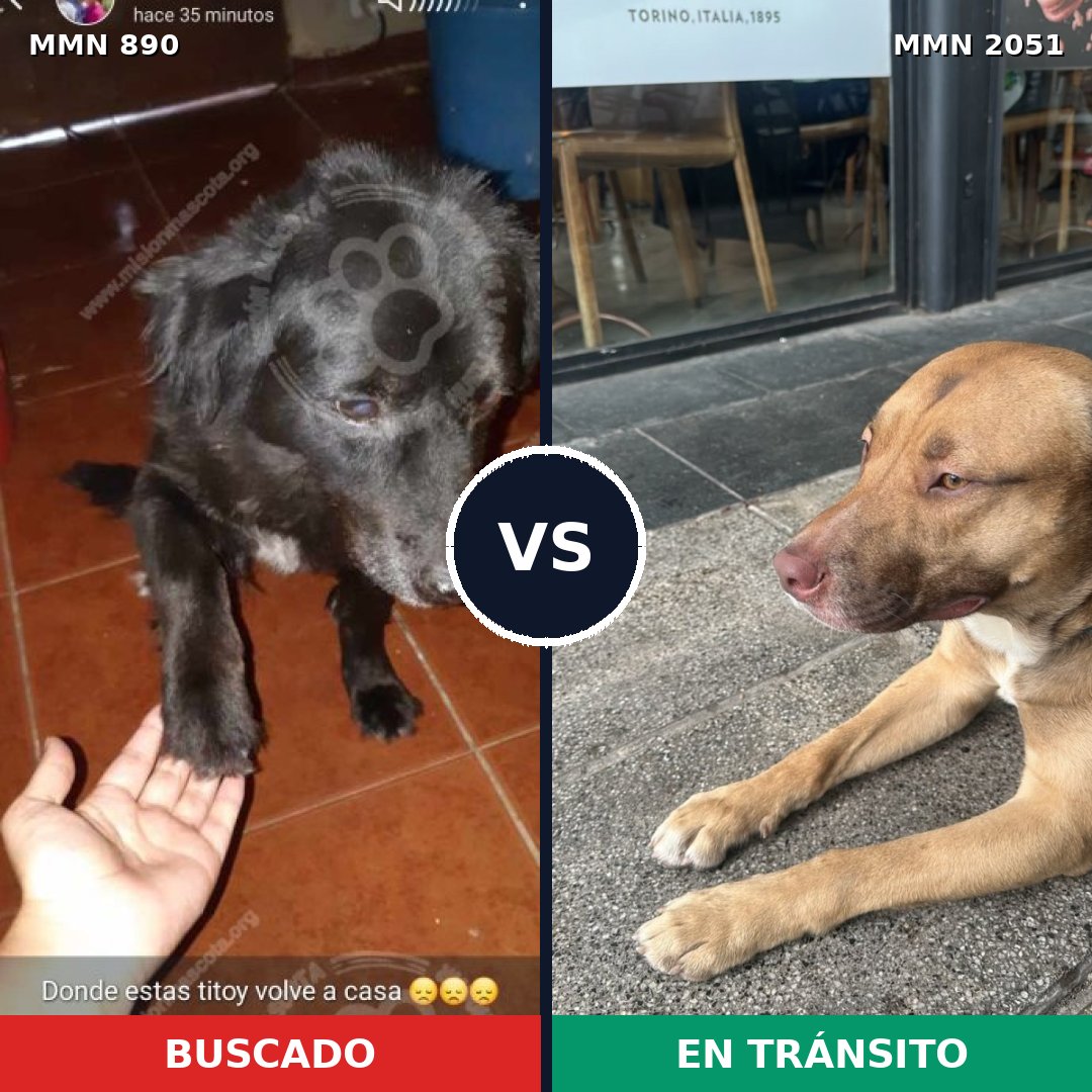 Comparativa MMS 53085: mascota perdida y mascota encontrada, 22% de similitud