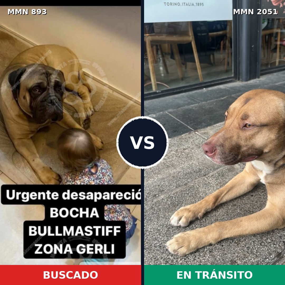 Comparativa MMS 53086: mascota perdida y mascota encontrada, 36% de similitud