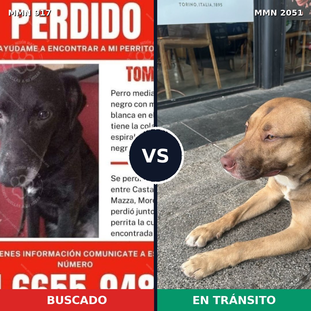 Comparativa MMS 53088: mascota perdida y mascota encontrada, 39% de similitud