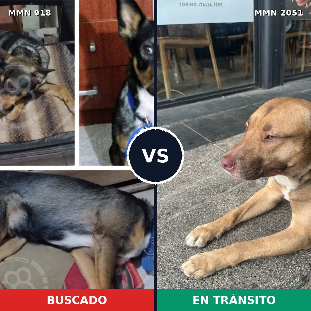 Comparativa MMS 53089: mascota perdida y mascota encontrada, 45% de similitud