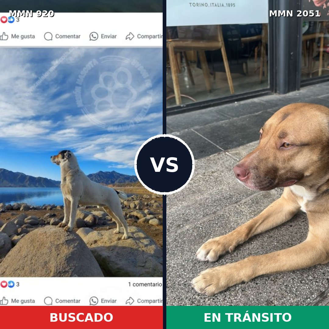 Comparativa MMS 53090: mascota perdida y mascota encontrada, 28% de similitud