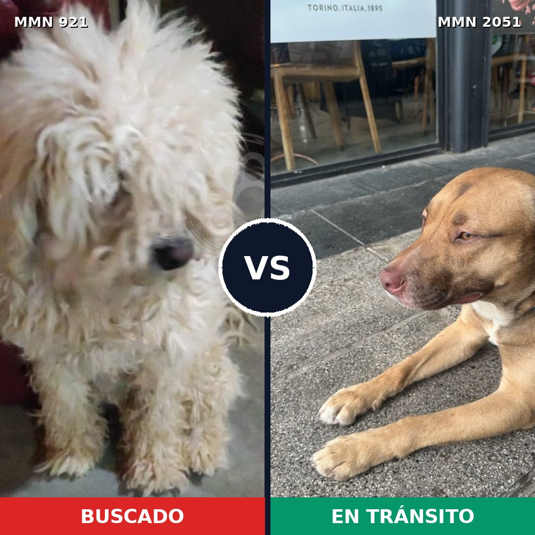 Comparativa MMS 53091: mascota perdida y mascota encontrada, 18% de similitud