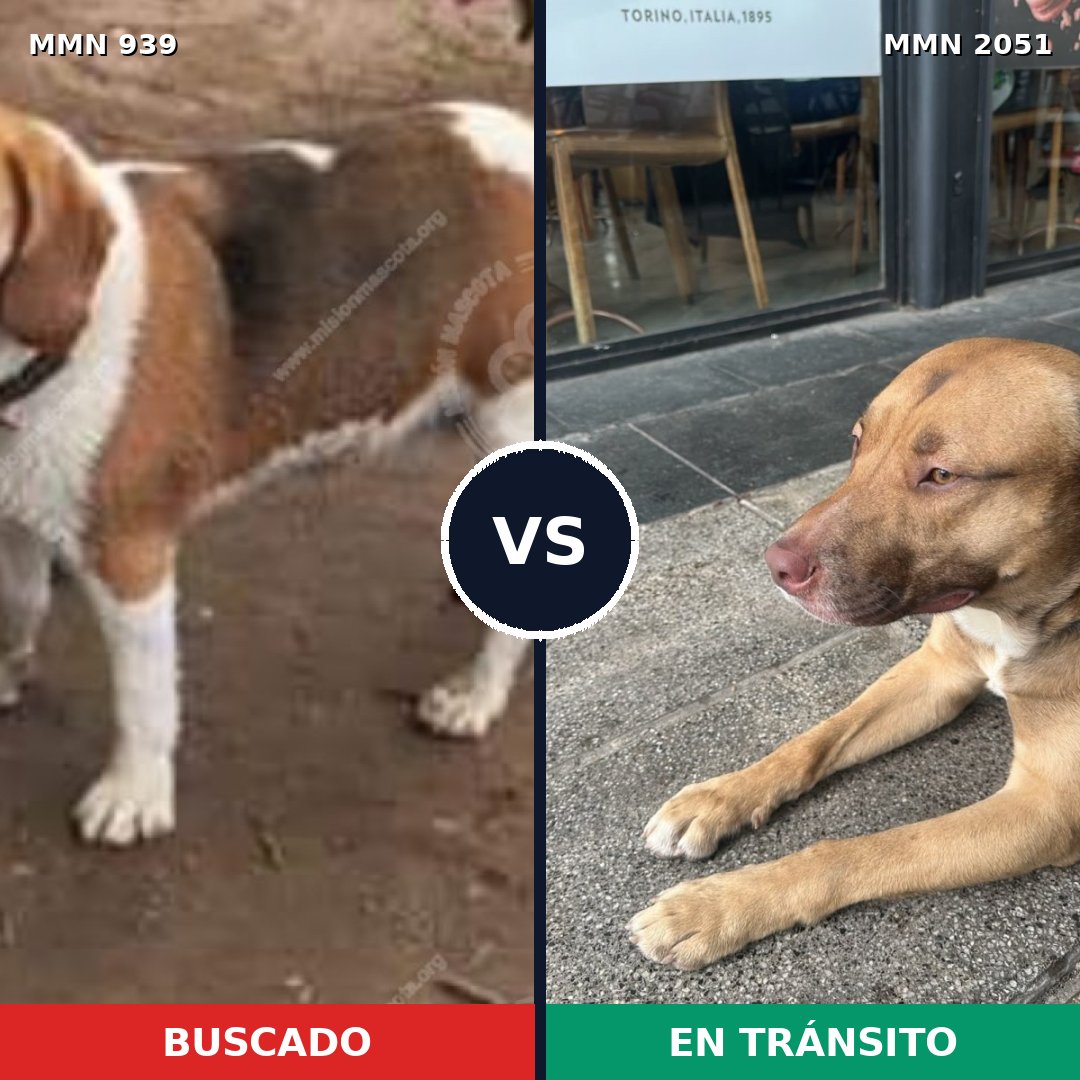 Comparativa MMS 53092: mascota perdida y mascota encontrada, 27% de similitud