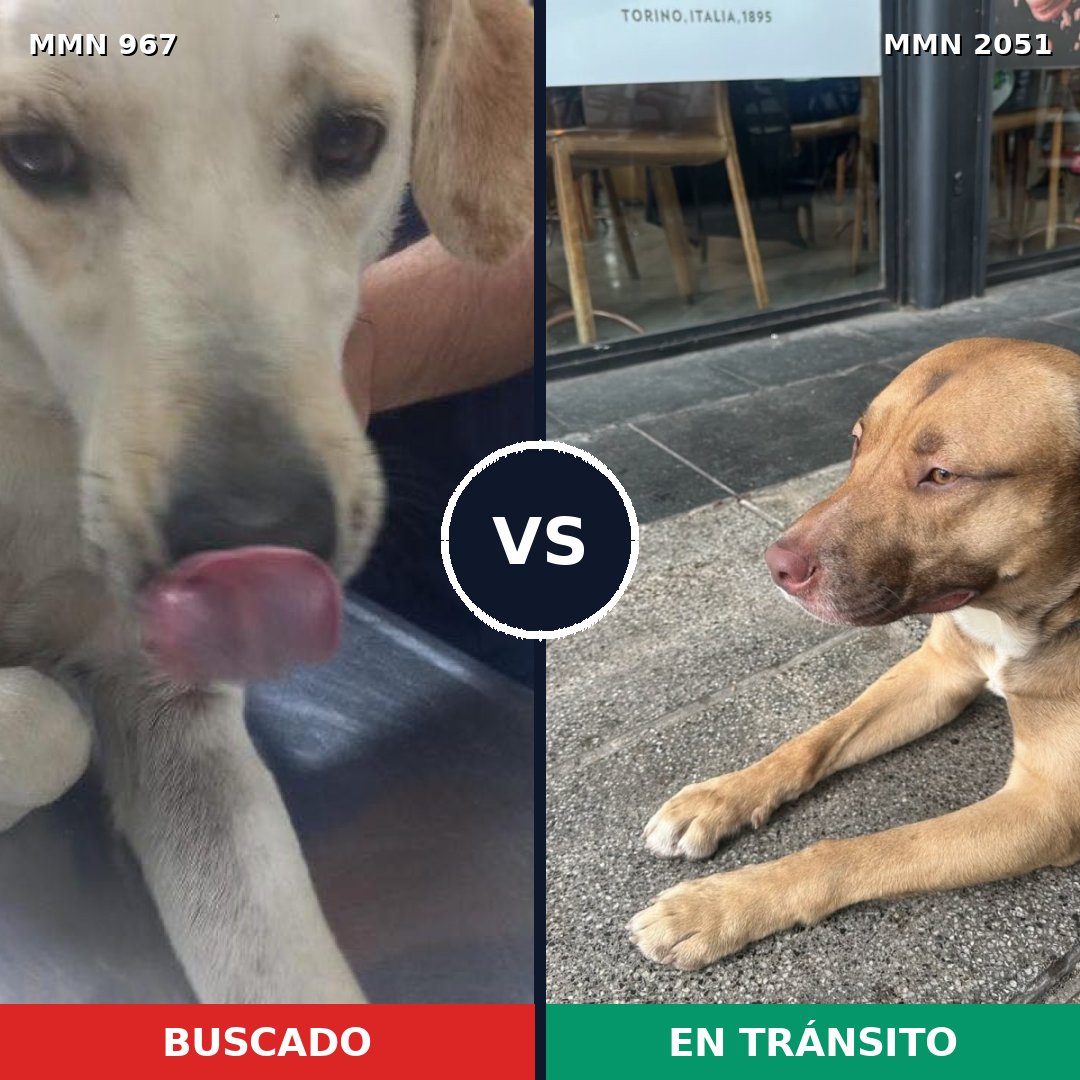 Comparativa MMS 53096: mascota perdida y mascota encontrada, 62% de similitud