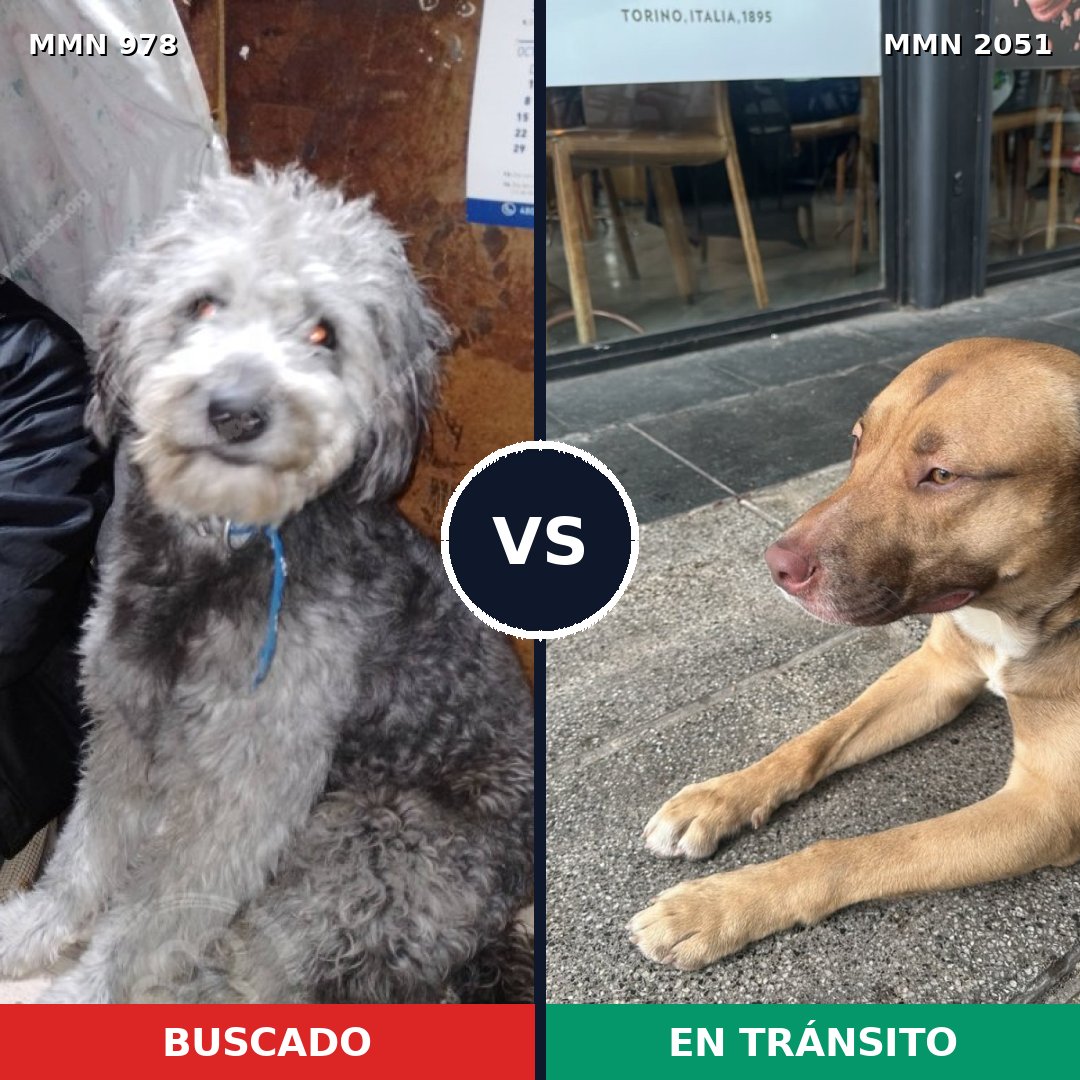 Comparativa MMS 53097: mascota perdida y mascota encontrada, 31% de similitud