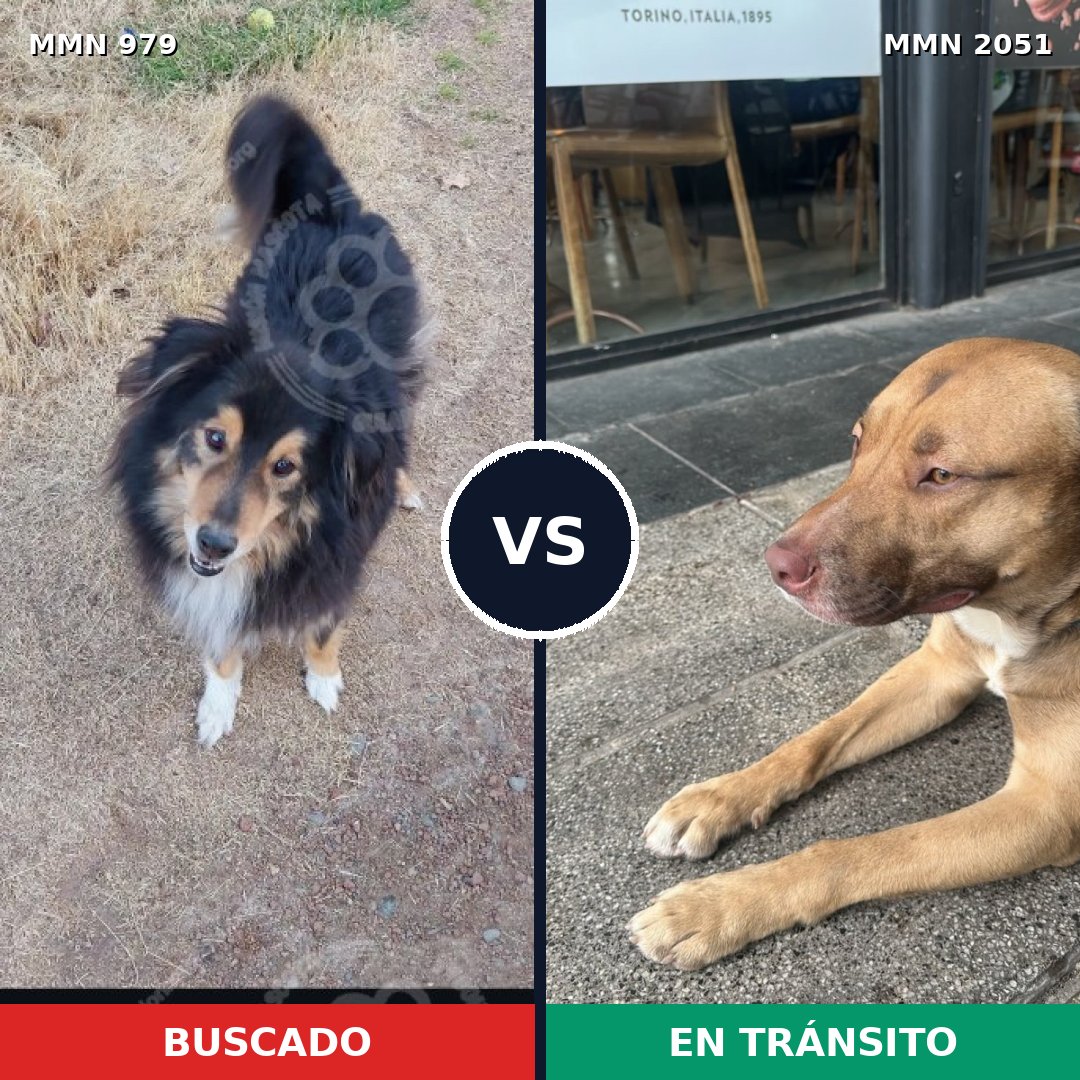 Comparativa MMS 53098: mascota perdida y mascota encontrada, 31% de similitud