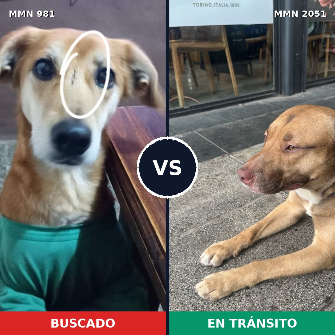 Comparativa MMS 53099: mascota perdida y mascota encontrada, 59% de similitud