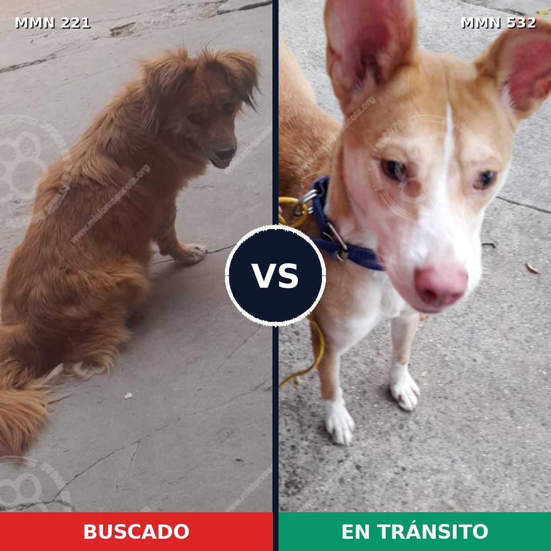 Comparativa MMS 5310: mascota perdida y mascota encontrada, 53% de similitud