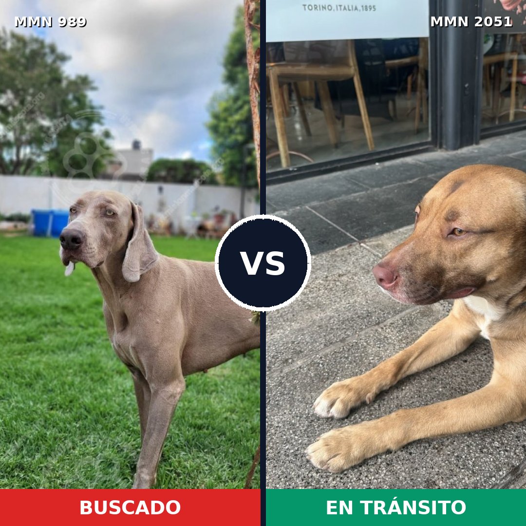 Comparativa MMS 53100: mascota perdida y mascota encontrada, 41% de similitud
